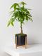 Braided Money Tree