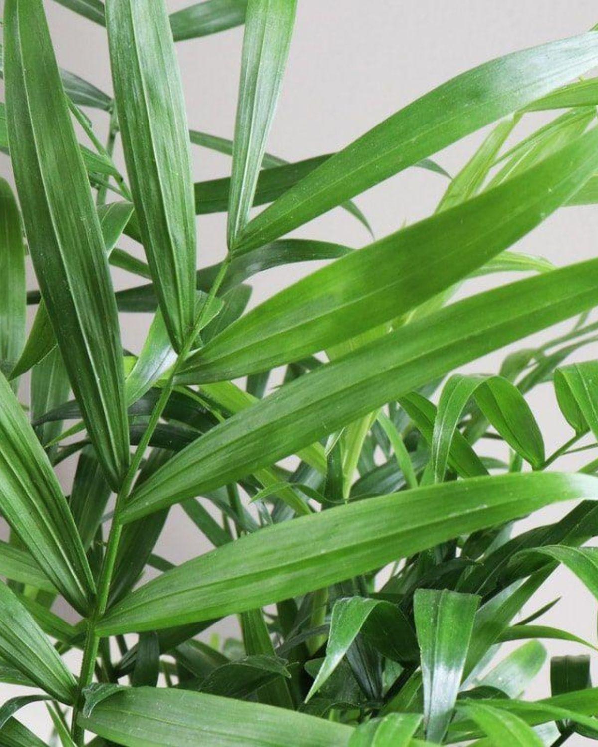Parlor Palm
