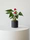 Anthurium - King of Hearts