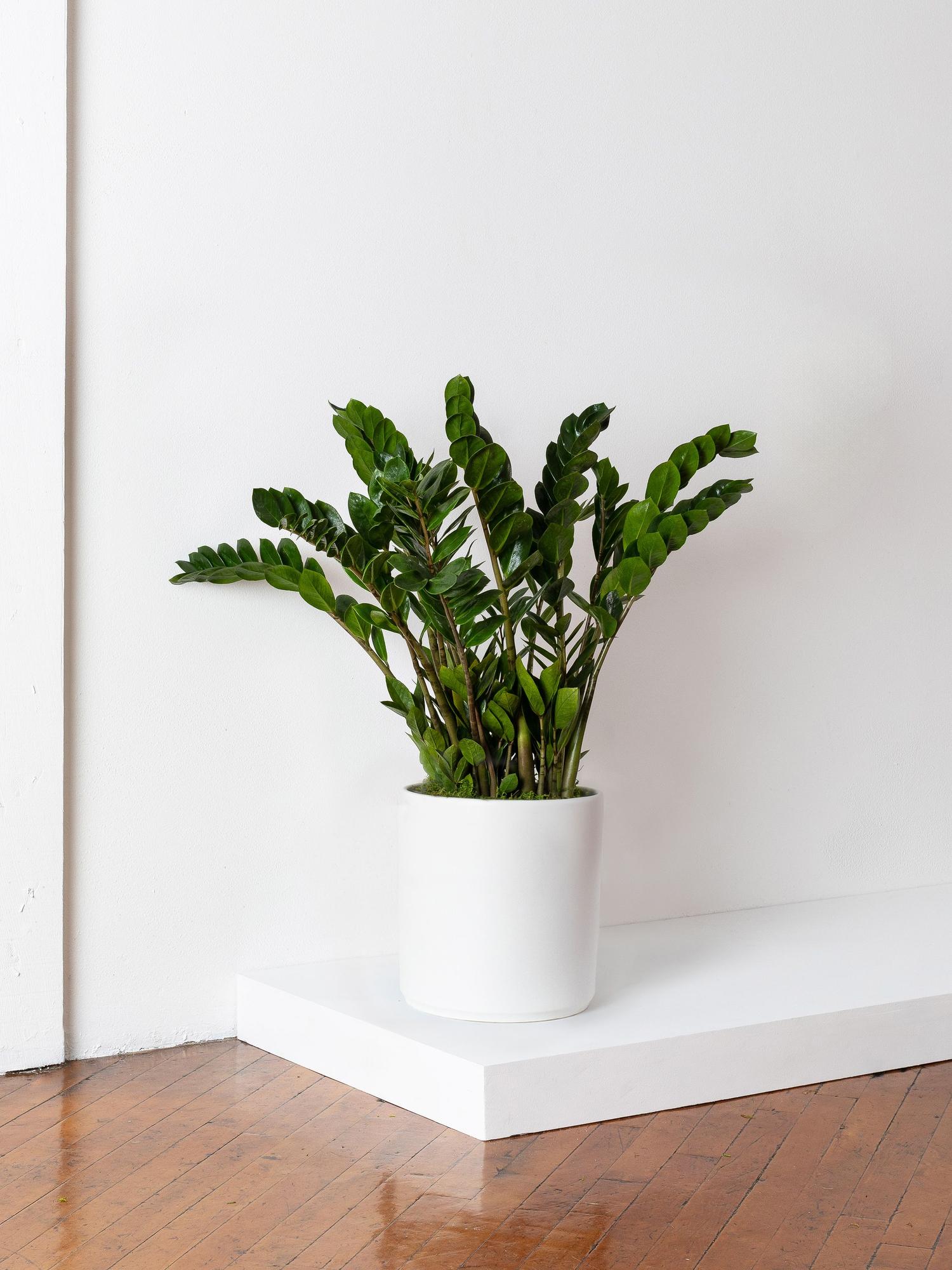 Zanzibar Gem Large (2½ – 3 ft tall) + Mid-Century Pot | Léon & George