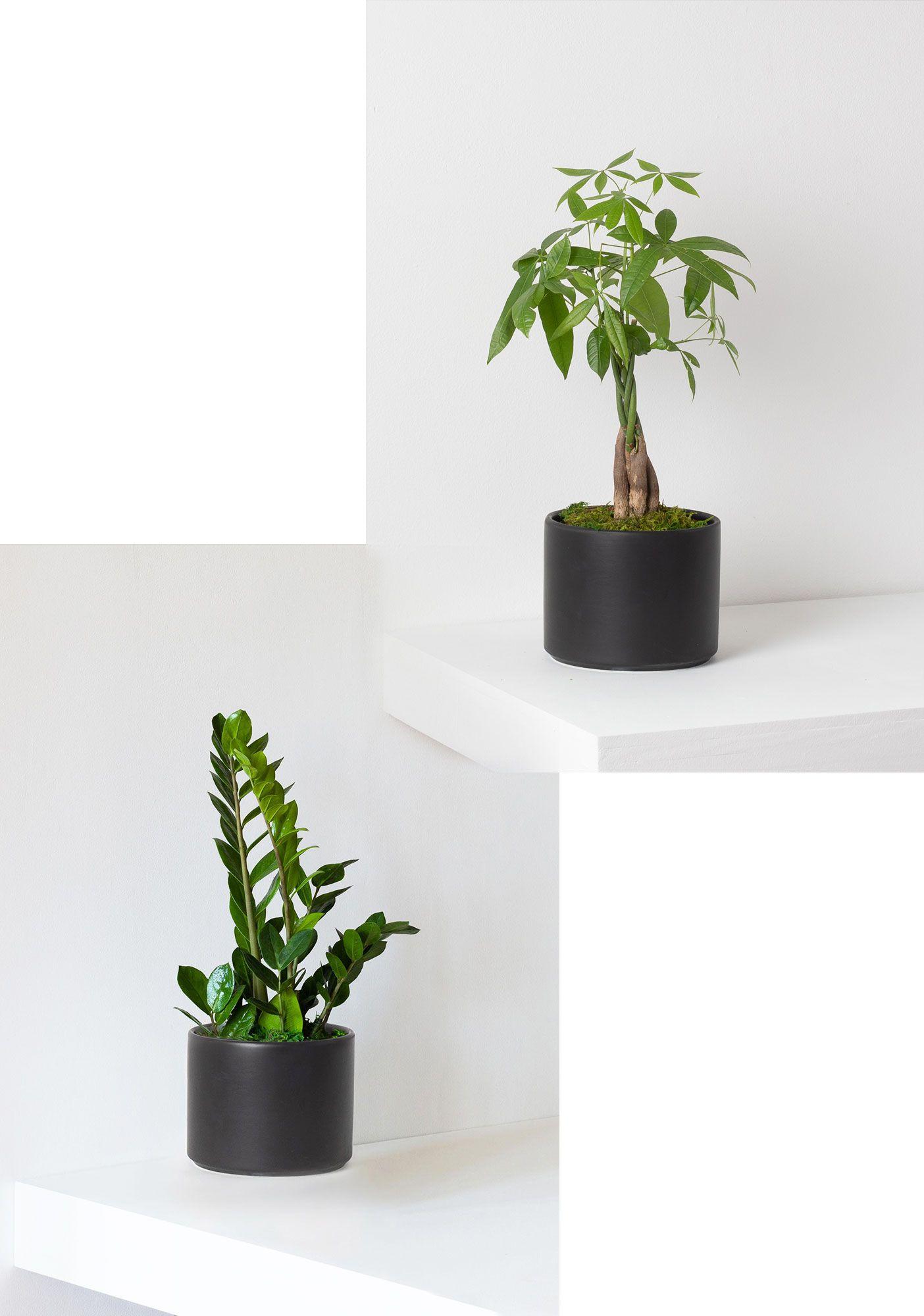 Money Tree and Zanzibar Gem Duo - Black Mid-Century Ceramic 