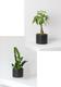Money Tree and Zanzibar Gem Duo