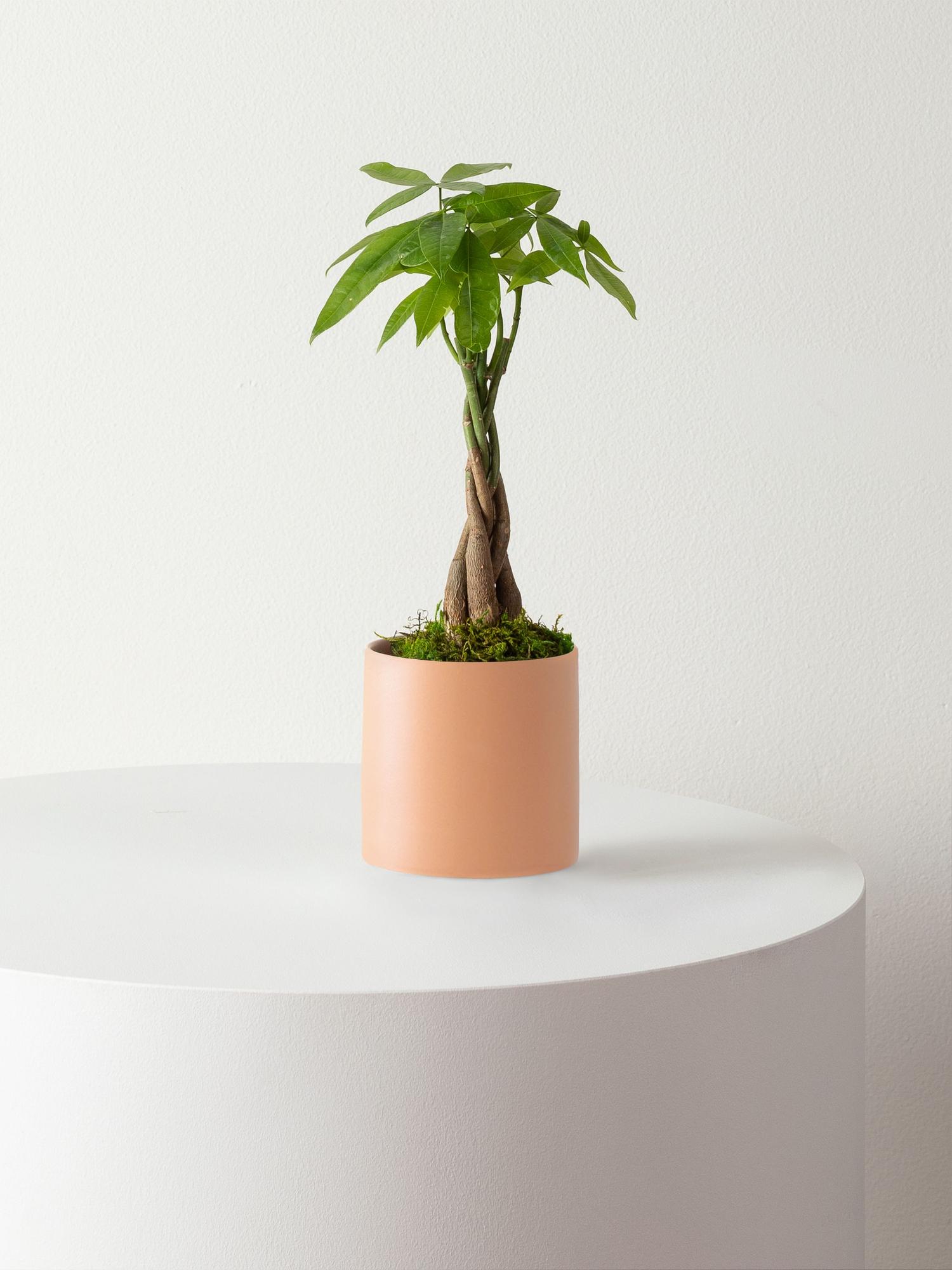 Braided Money Tree