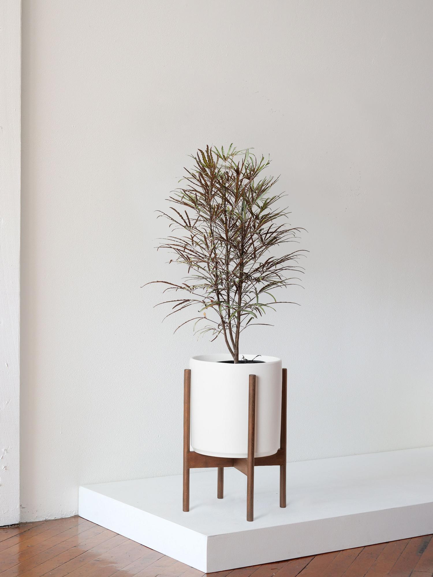 False Aralia