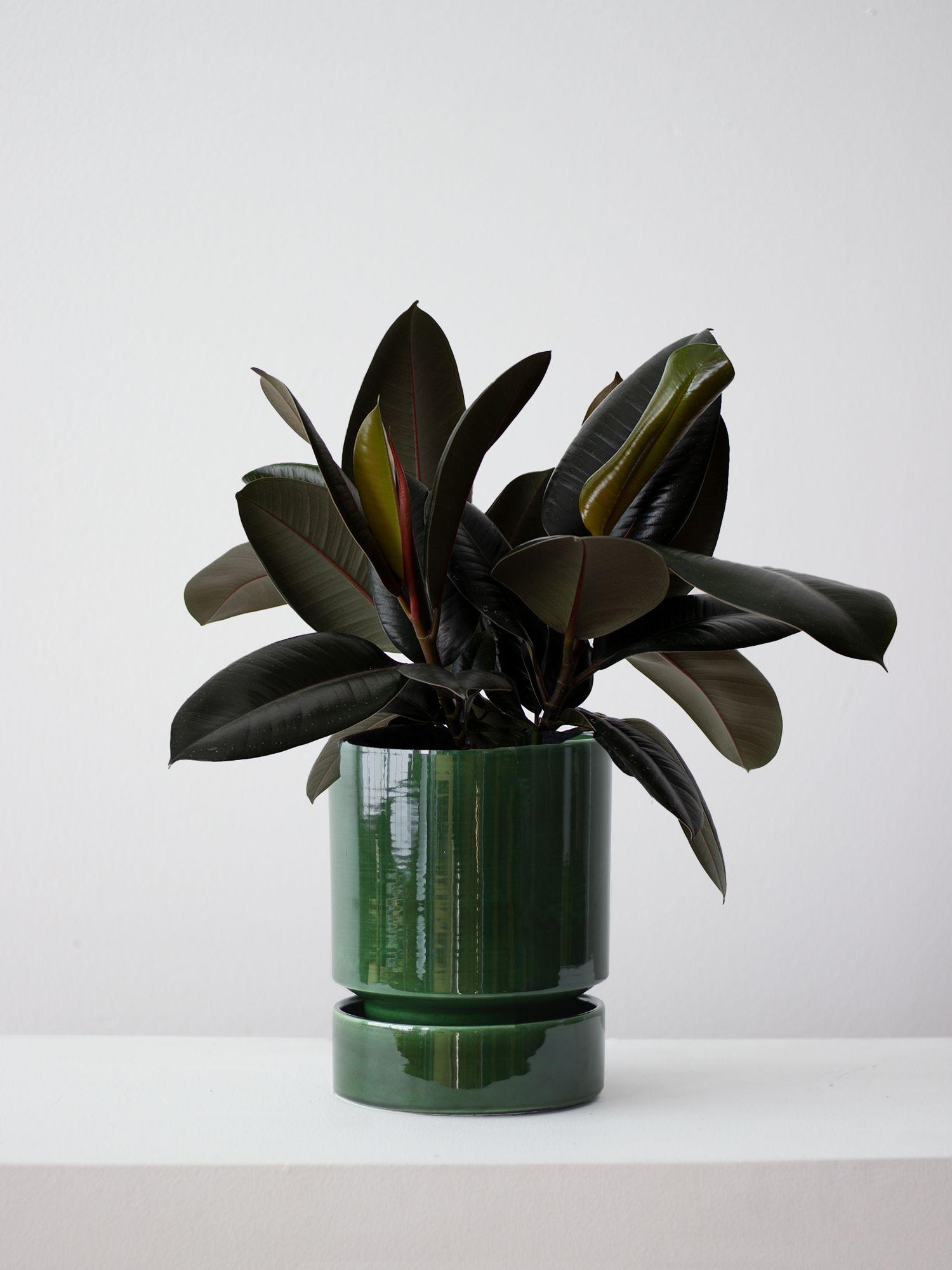 Rubber Plant