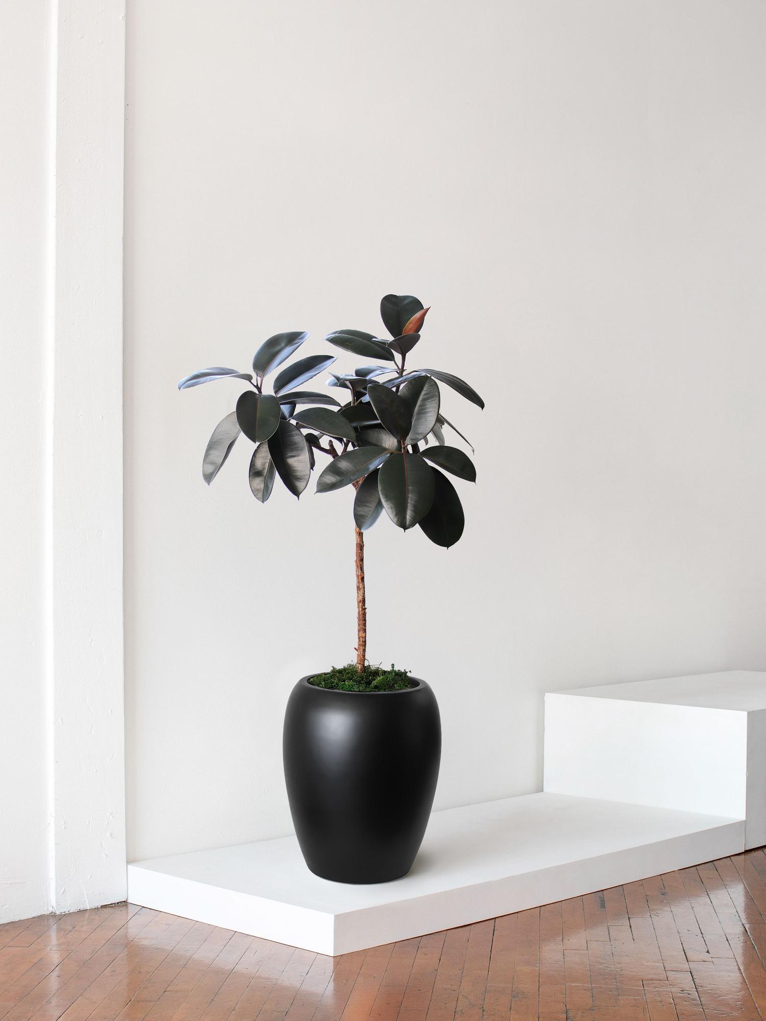 Rubber Tree 