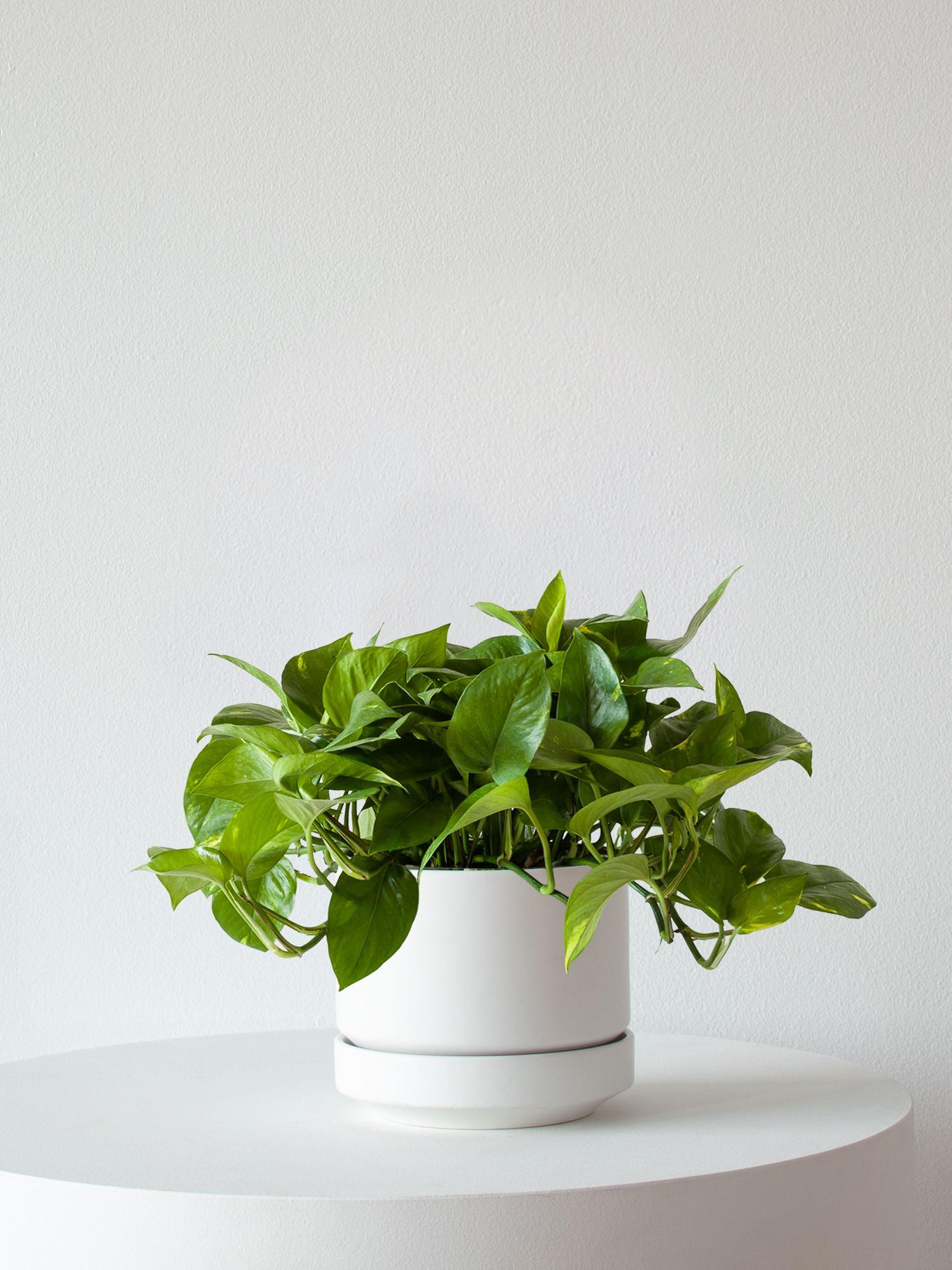 Cascading Pothos