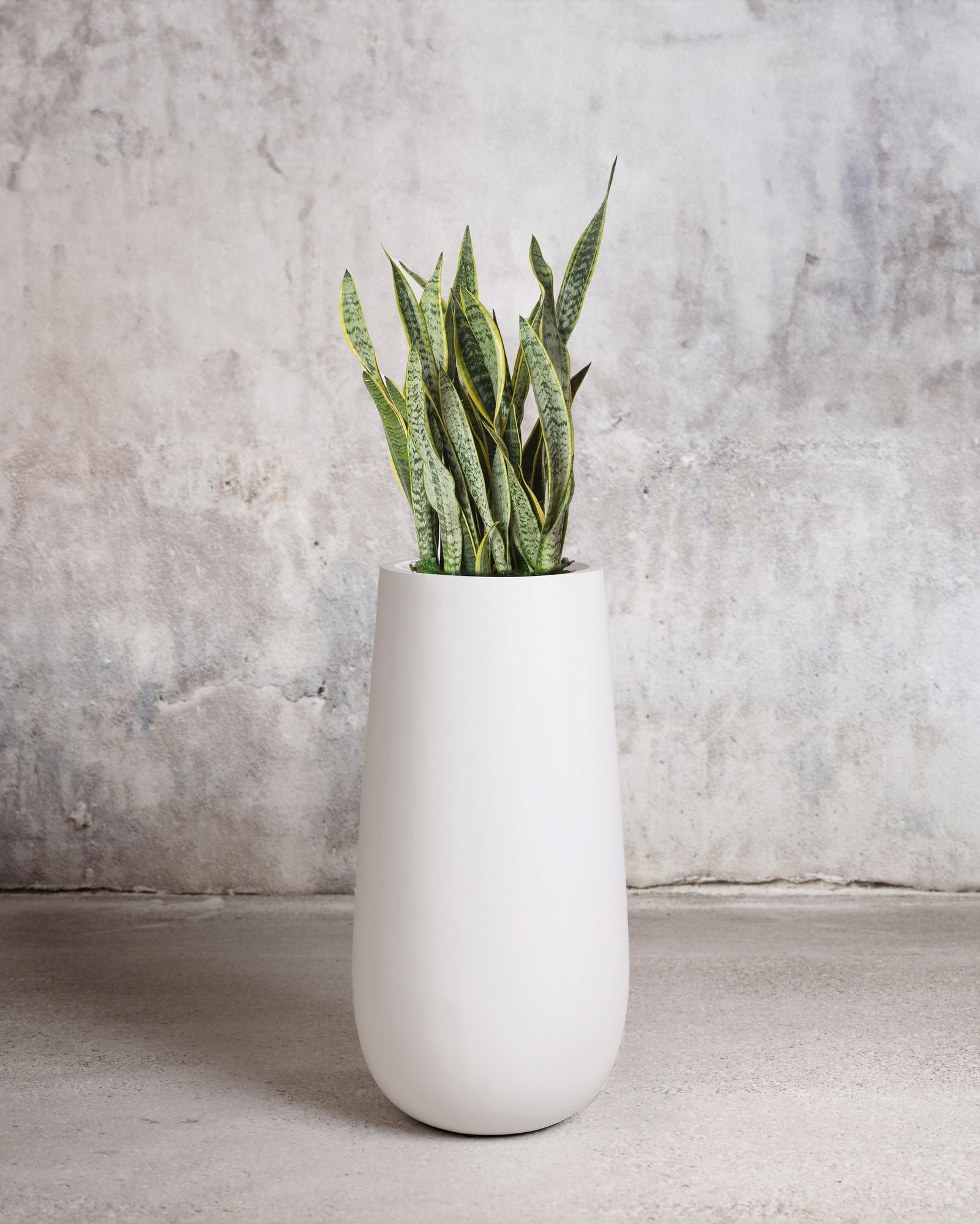 Snake Plant Laurentii