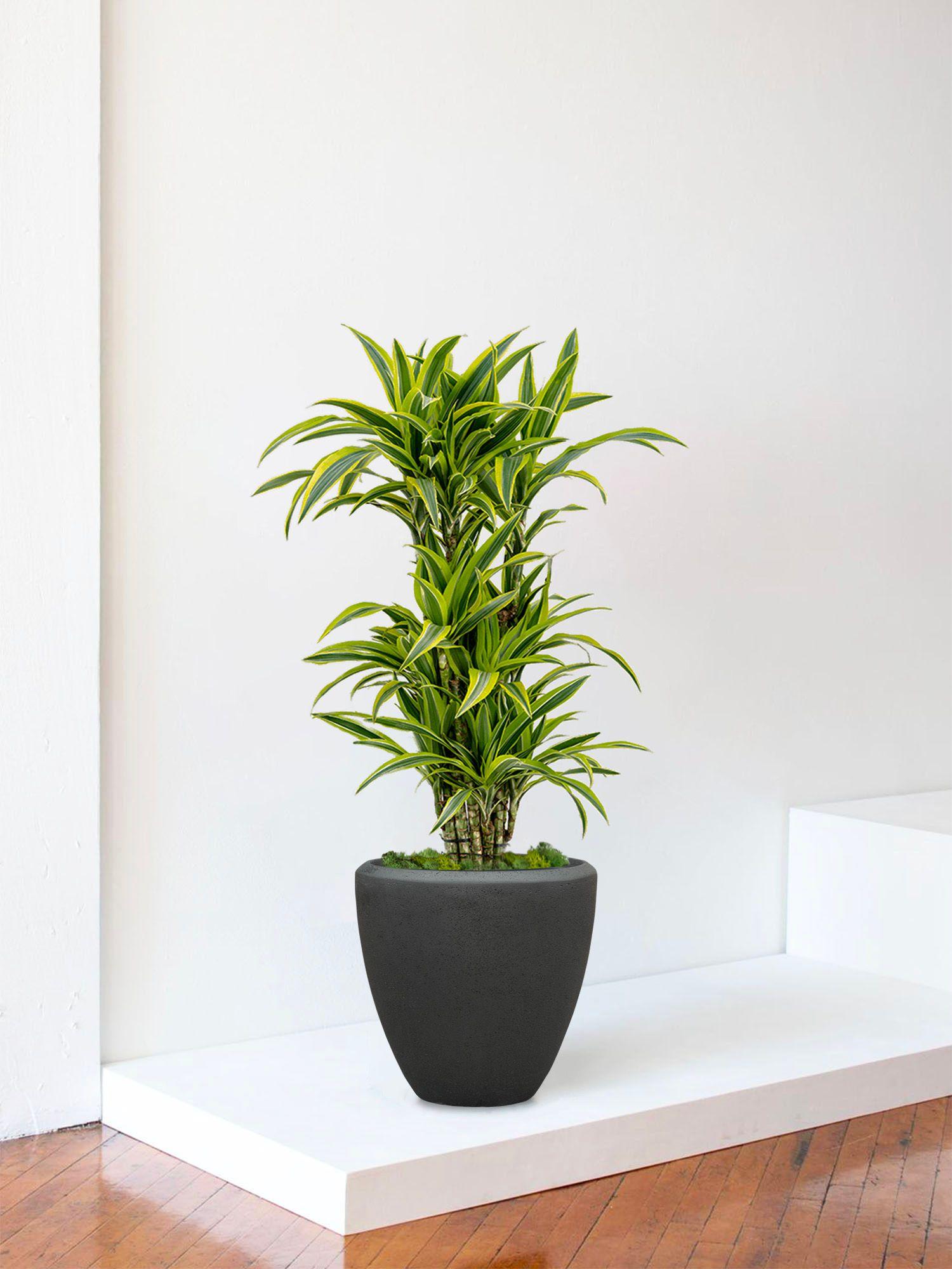 Dracaena Fragrans Lemon Lime