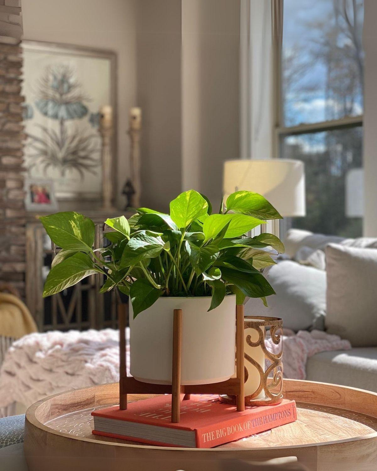 Cascading Pothos