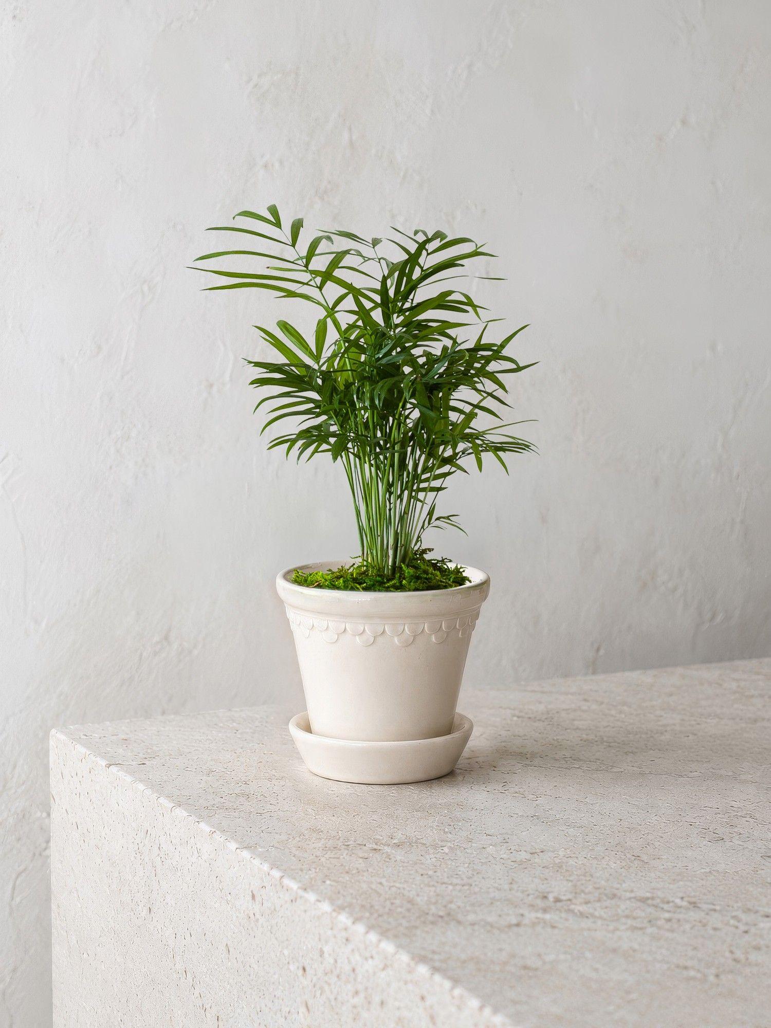 Parlor Palm