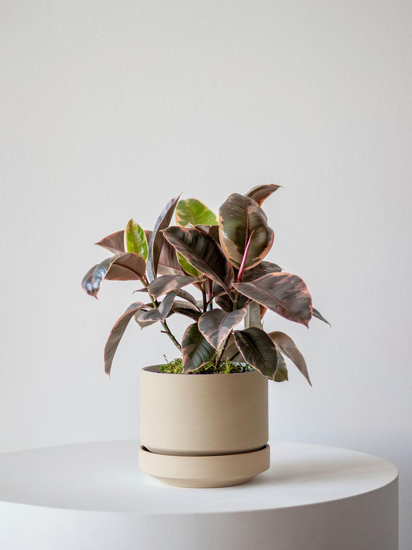 Pink Rubber Plant - Sand Scandinavian Ceramic 