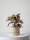 Ruby Rubber Plant