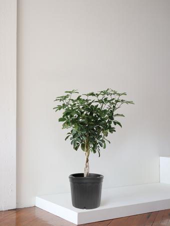 indoor plants picture