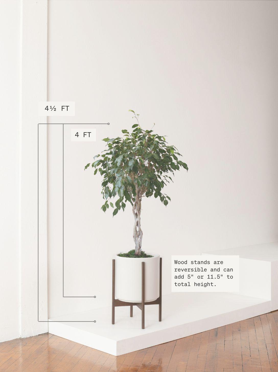 Ficus Benjamina