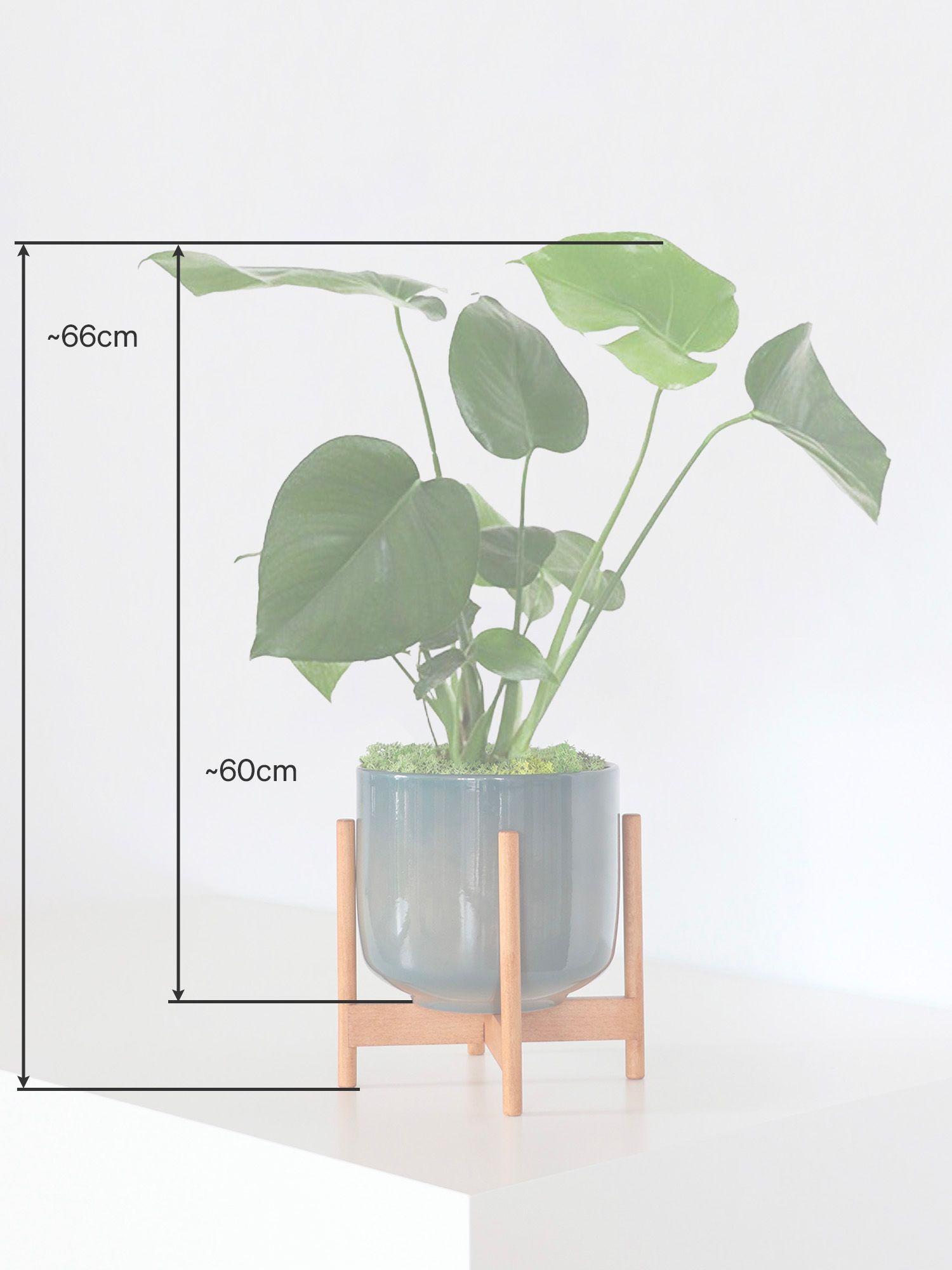 Monstera Deliciosa