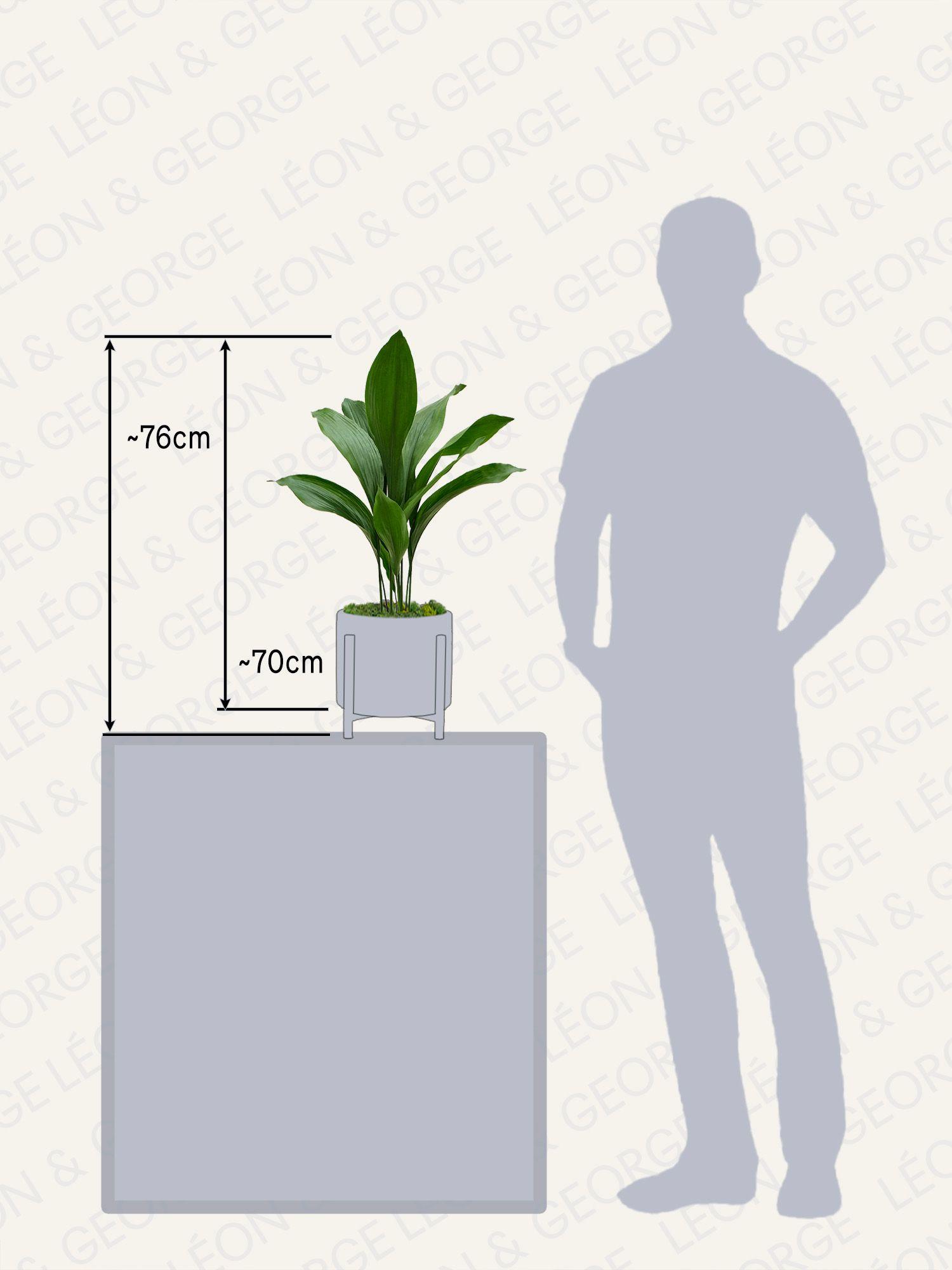 Aspidistra Elatior