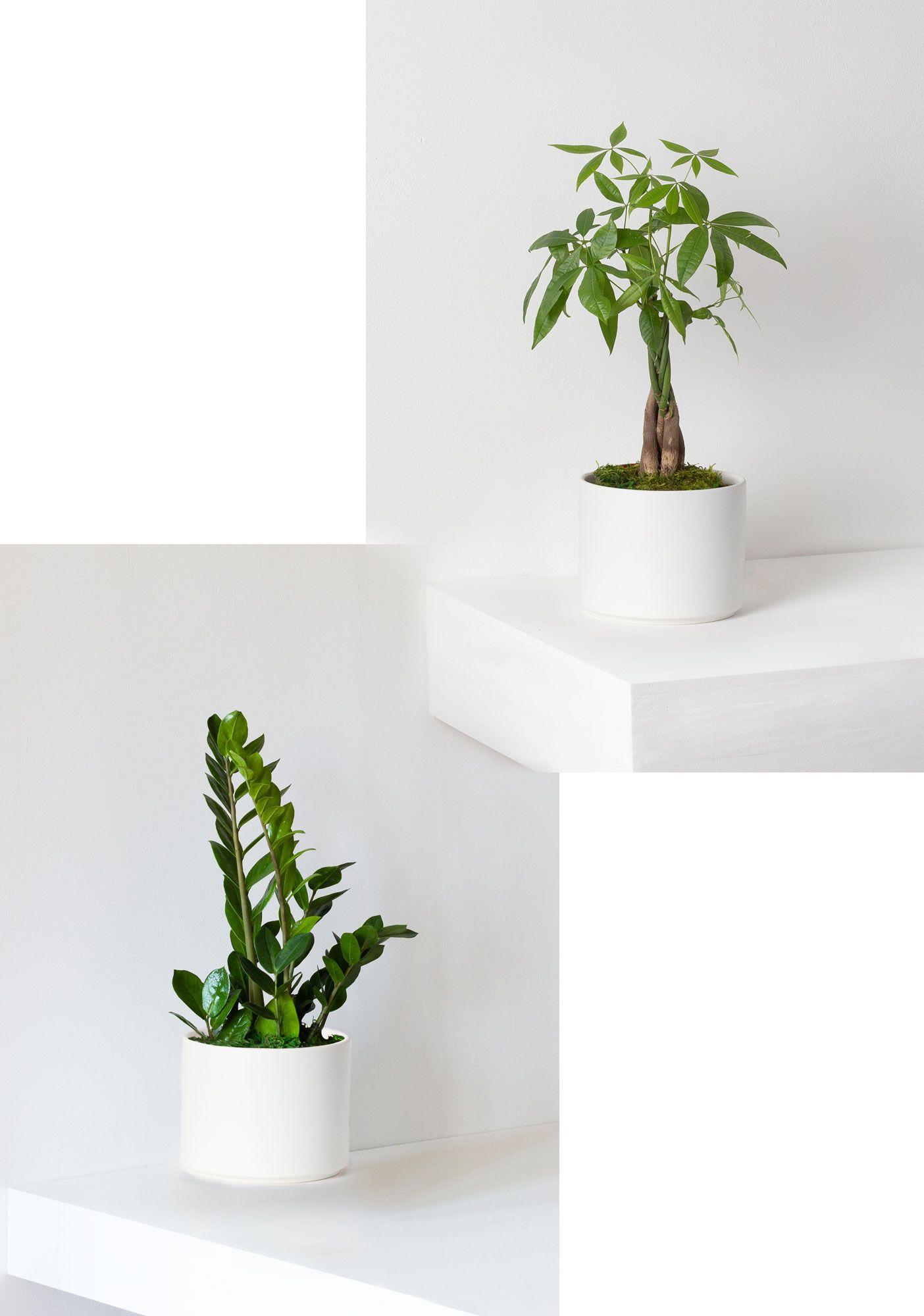 Money Tree and Zanzibar Gem Duo - White Mid-Century Ceramic 