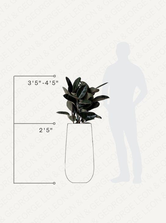 Rubber Tree