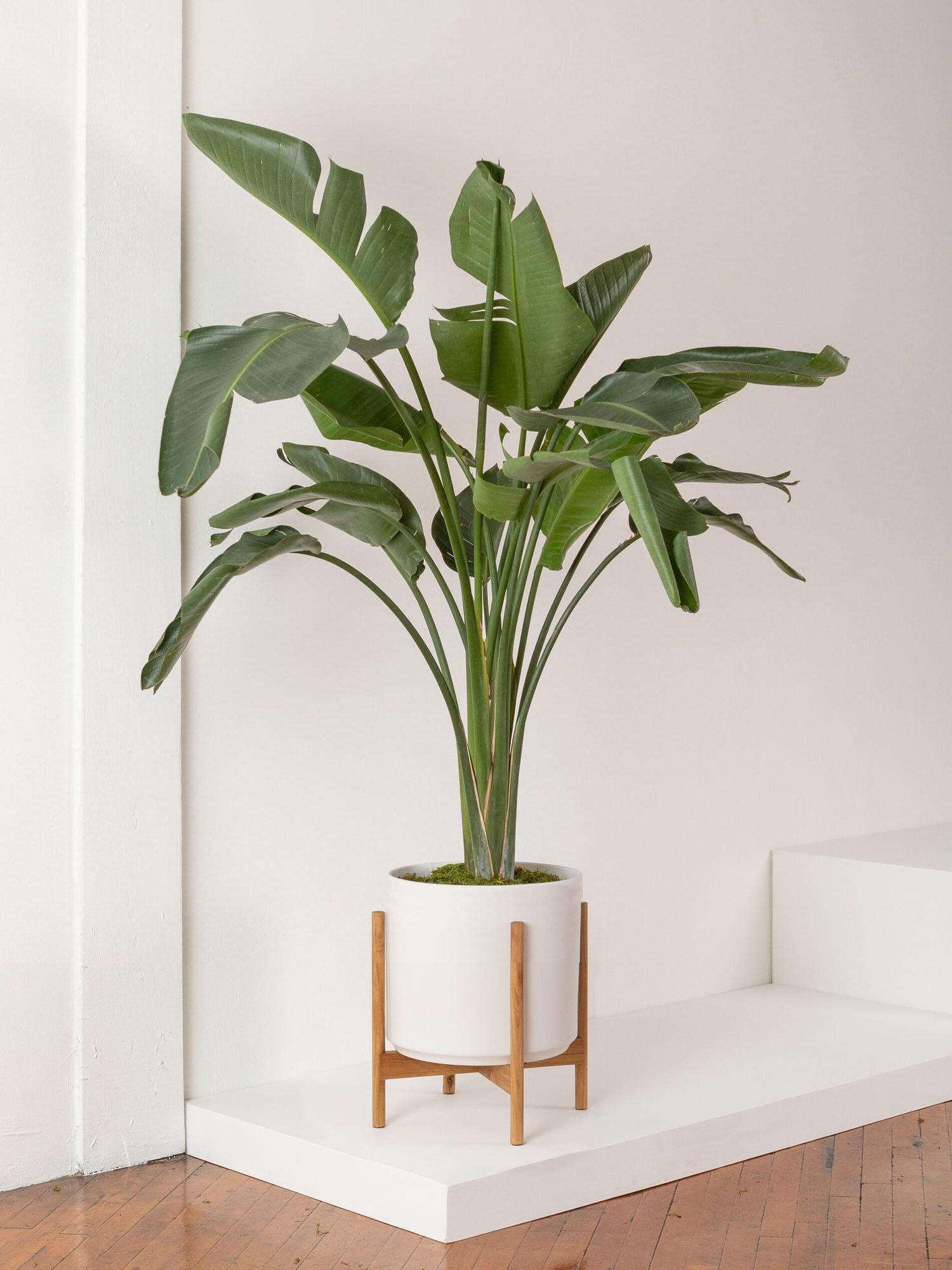 Bird of Paradise
