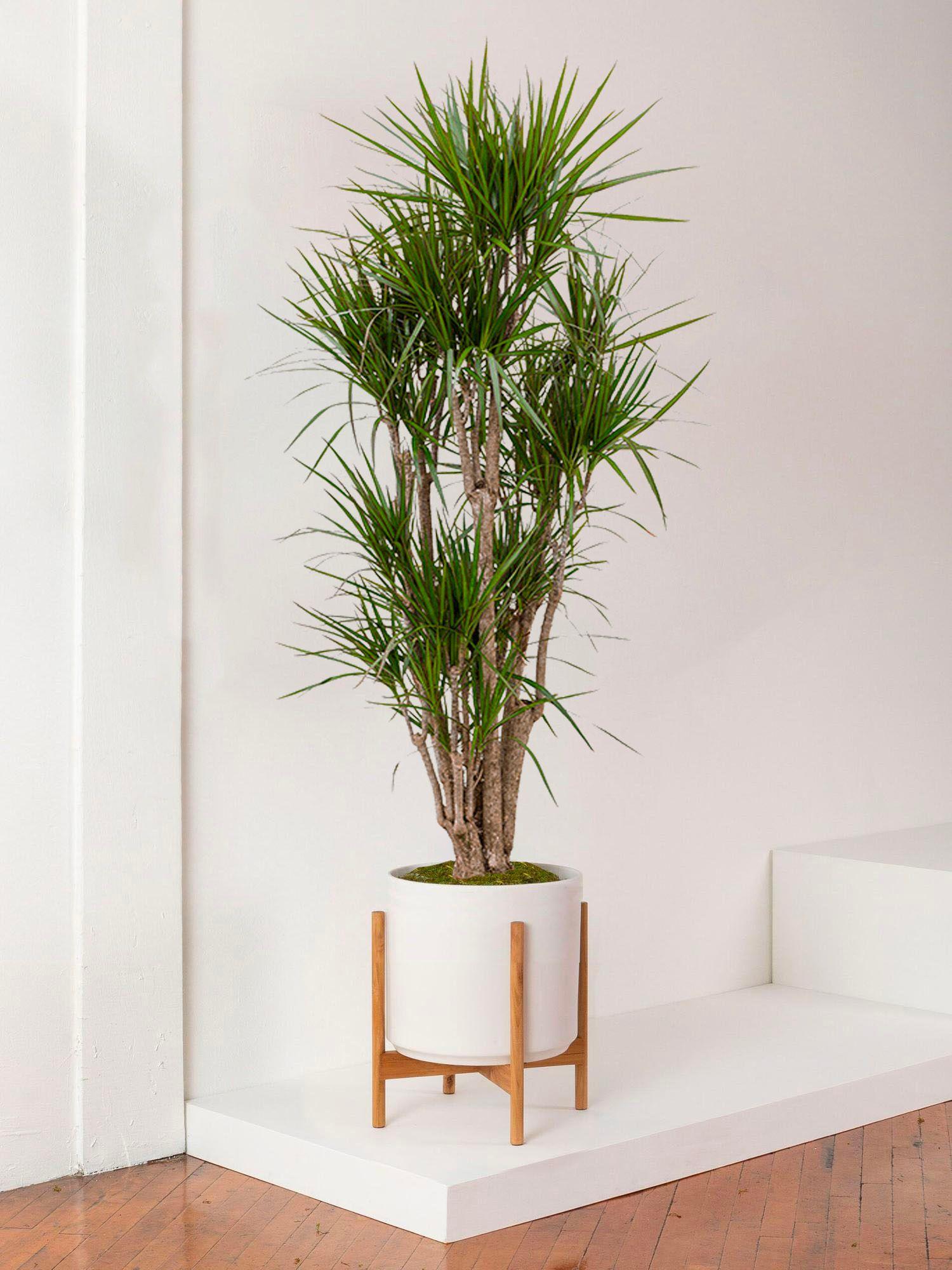 Dracaena Marginata