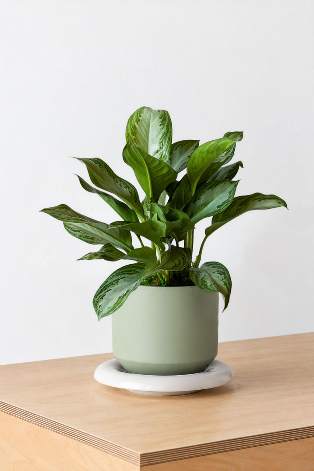 Silver Evergreen - Sage Lily Ceramic & Ivory Saucer 