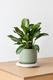 Silver Evergreen