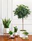 Pack XL - Plantes faciles à entretenir