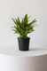 Tiger Evergreen