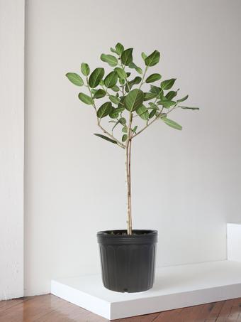 indoor plants picture