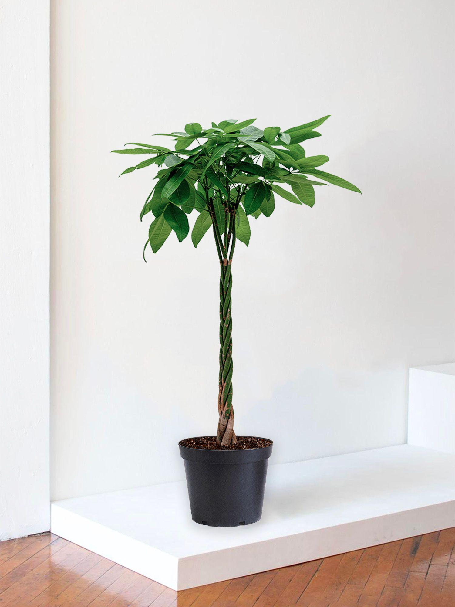 Pachira Aquatica