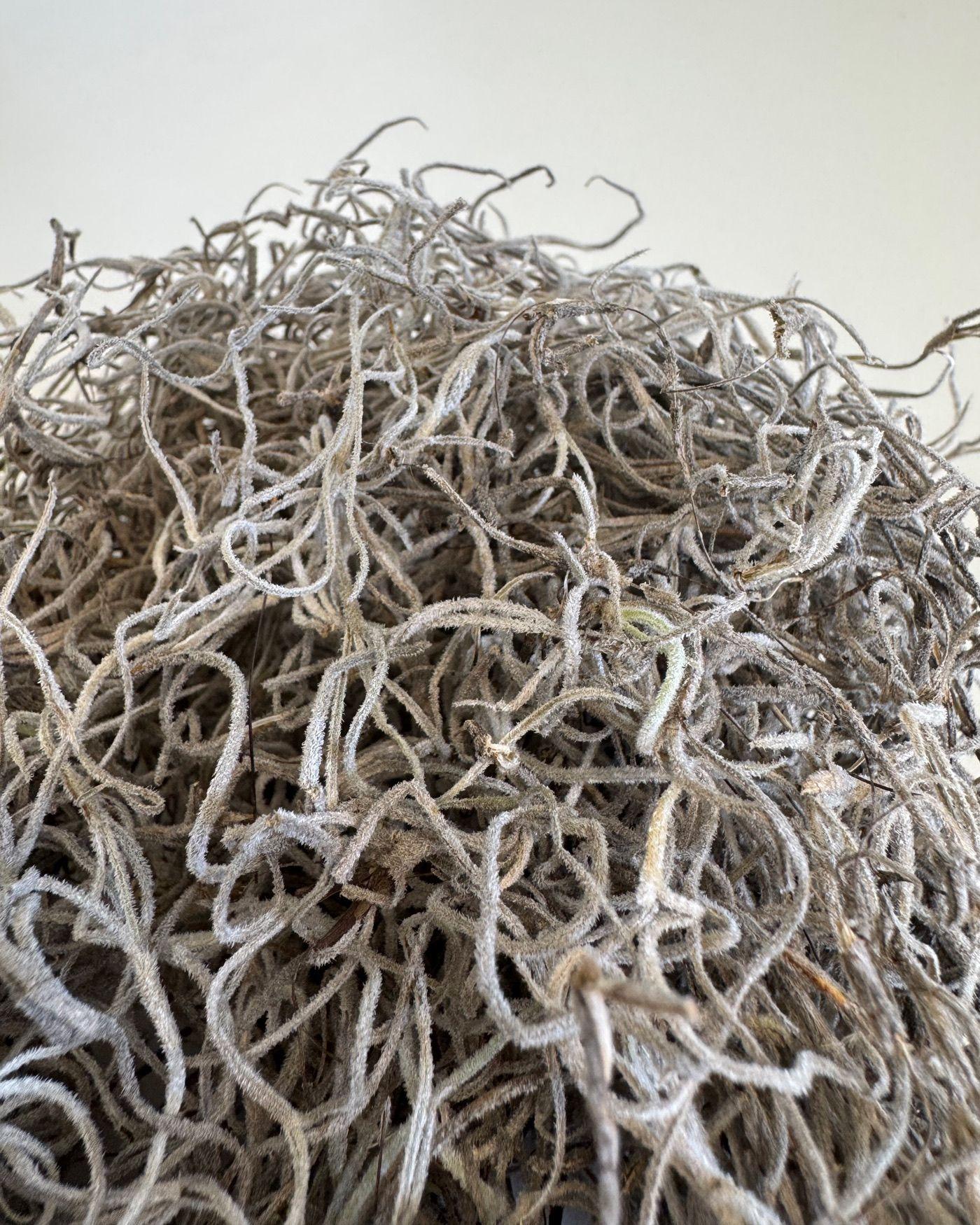 Spanish Moss