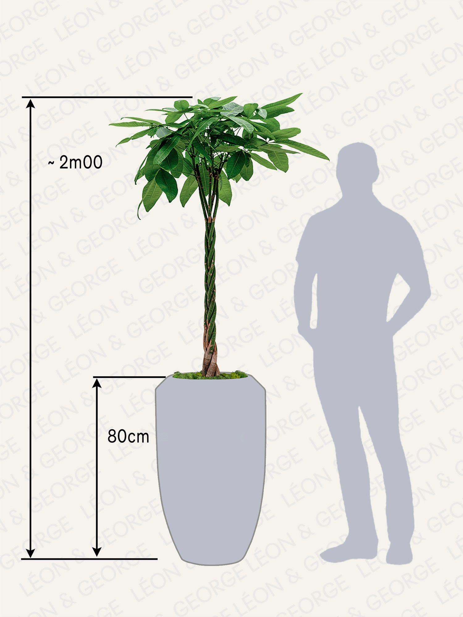 Pachira Aquatica