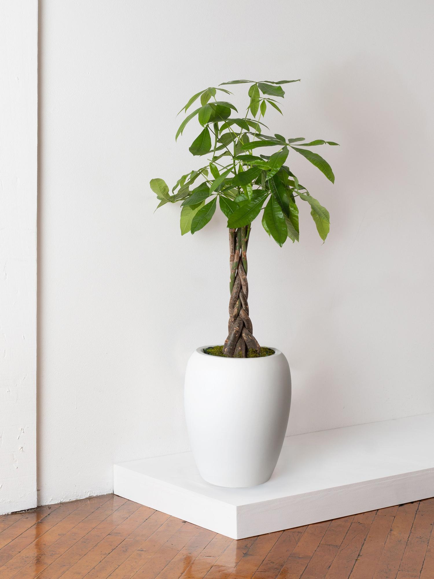Braided Money Tree