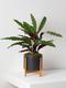 Calathea Peacock of Rio