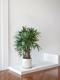 Lady Palm
