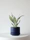 Moonshine Snake Plant