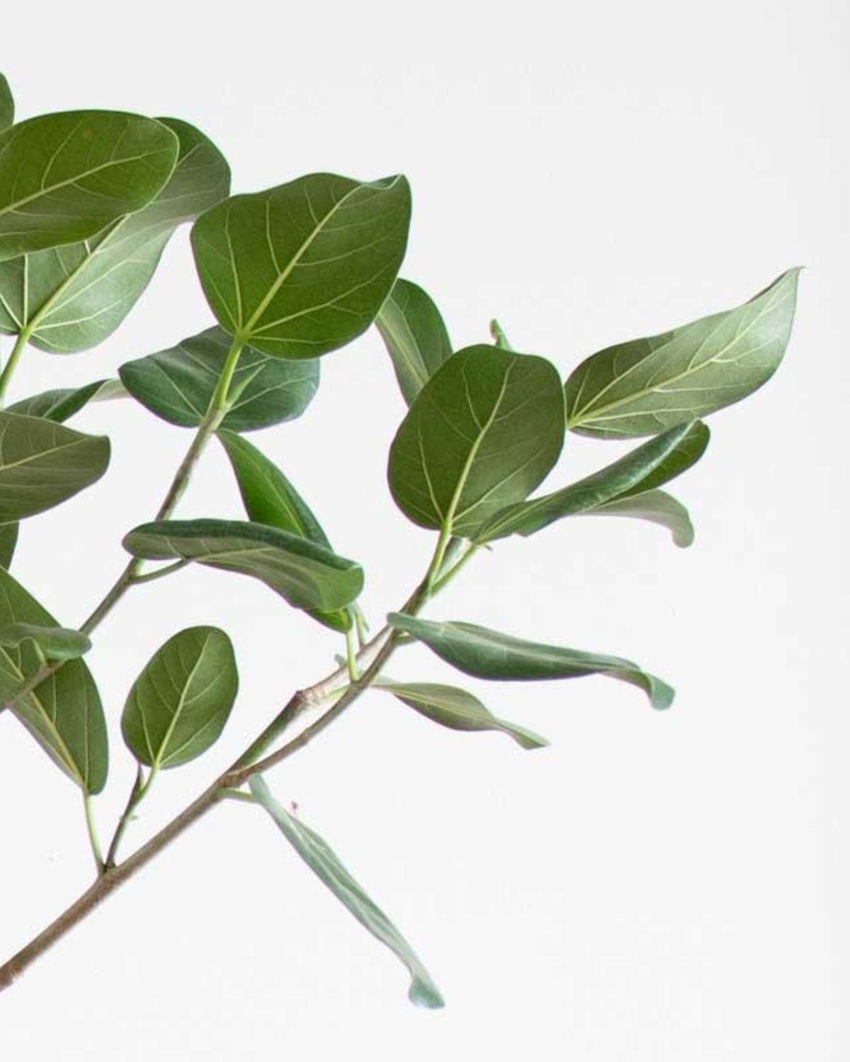 Ficus Audrey Tree
