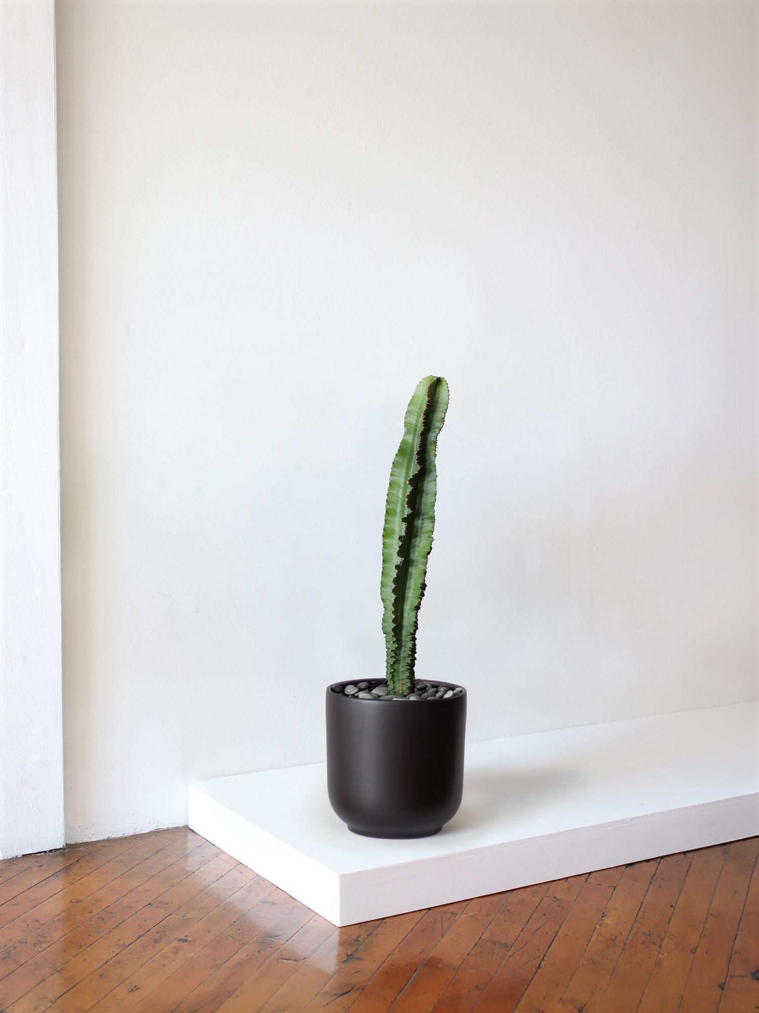 Jade Cactus