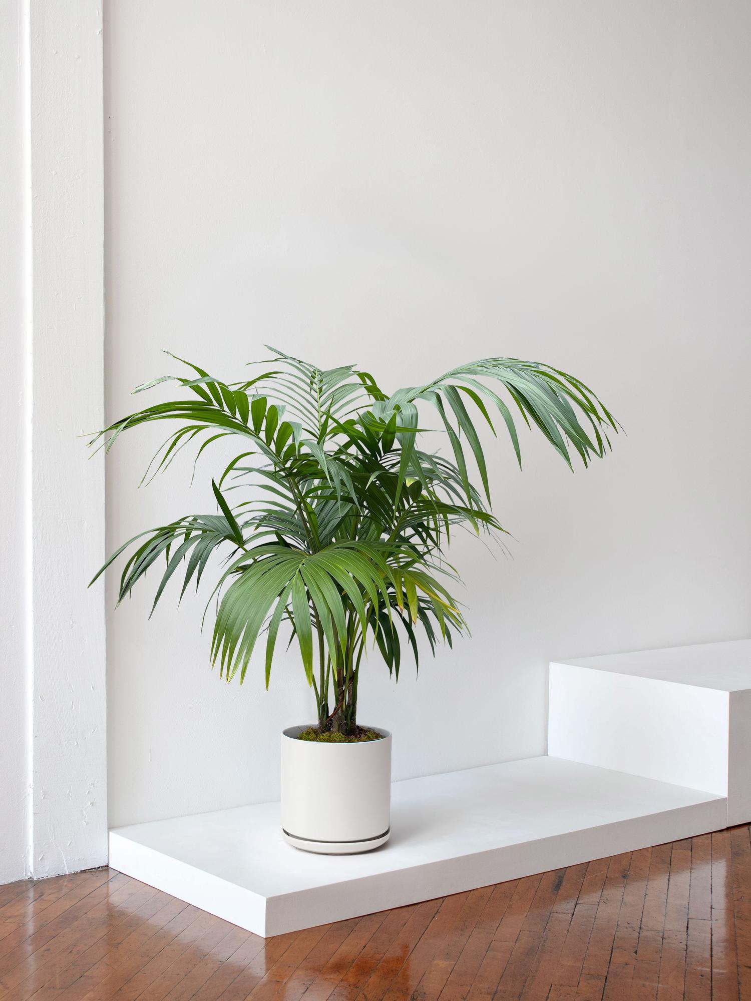 Kentia Palm
