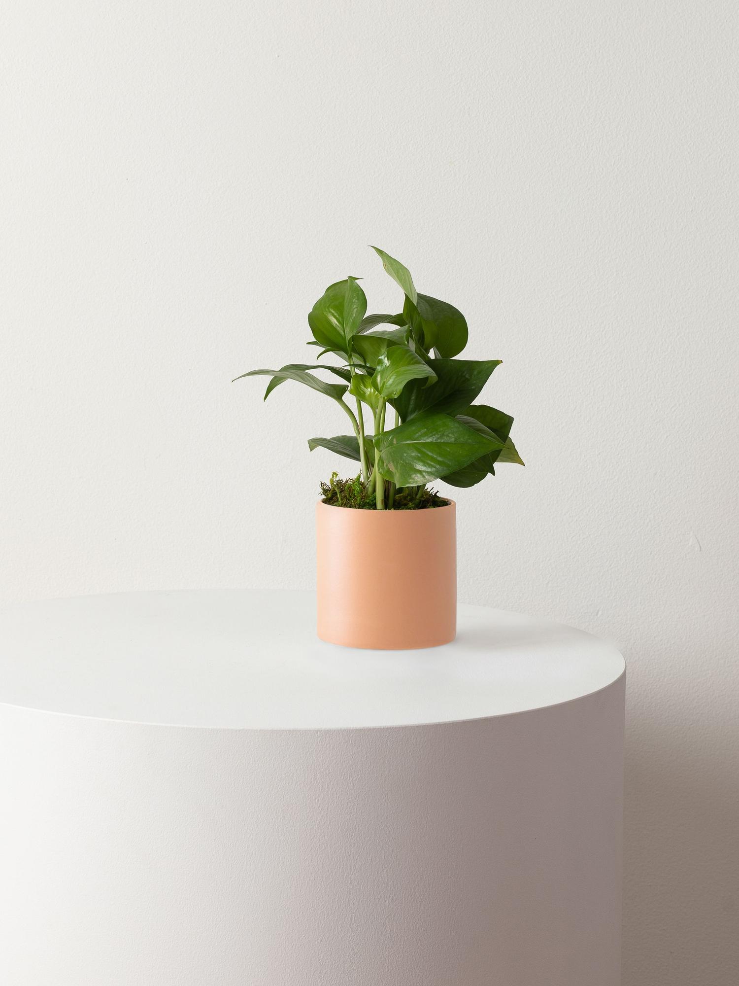 Jade Pothos
