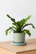 Bird's Nest Fern