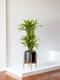 Dracaena Fragrans Lemon Lime