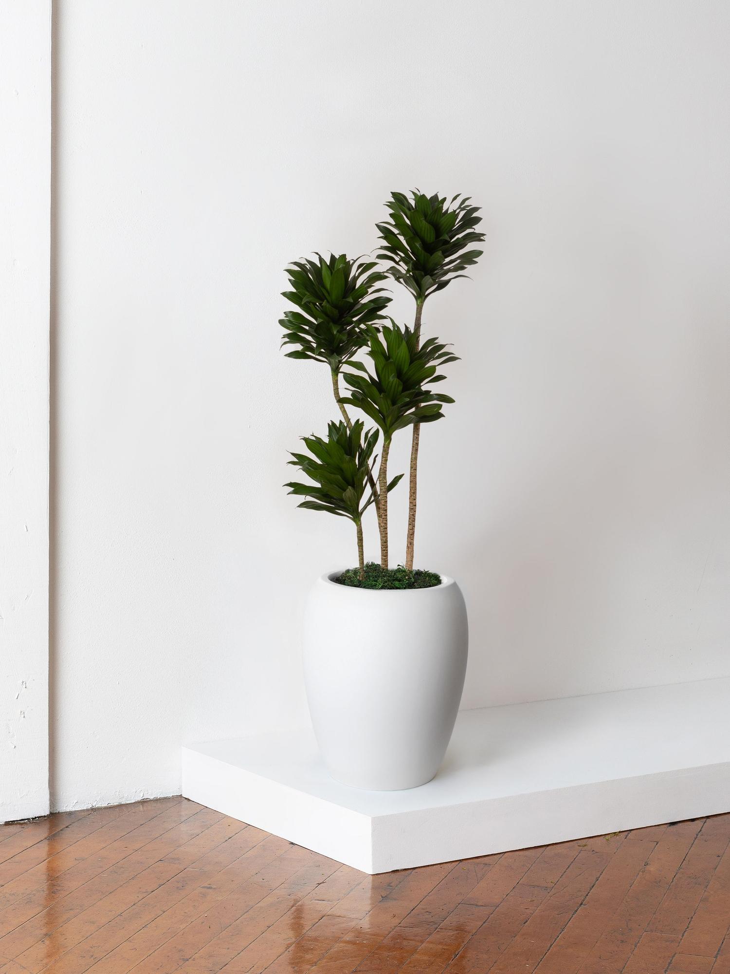 Dracaena Compacta