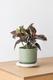Ruby Rubber Plant