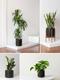 XL Easy Care Plant Bundle