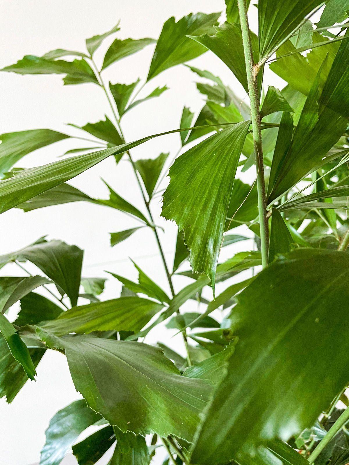 Fishtail Palm