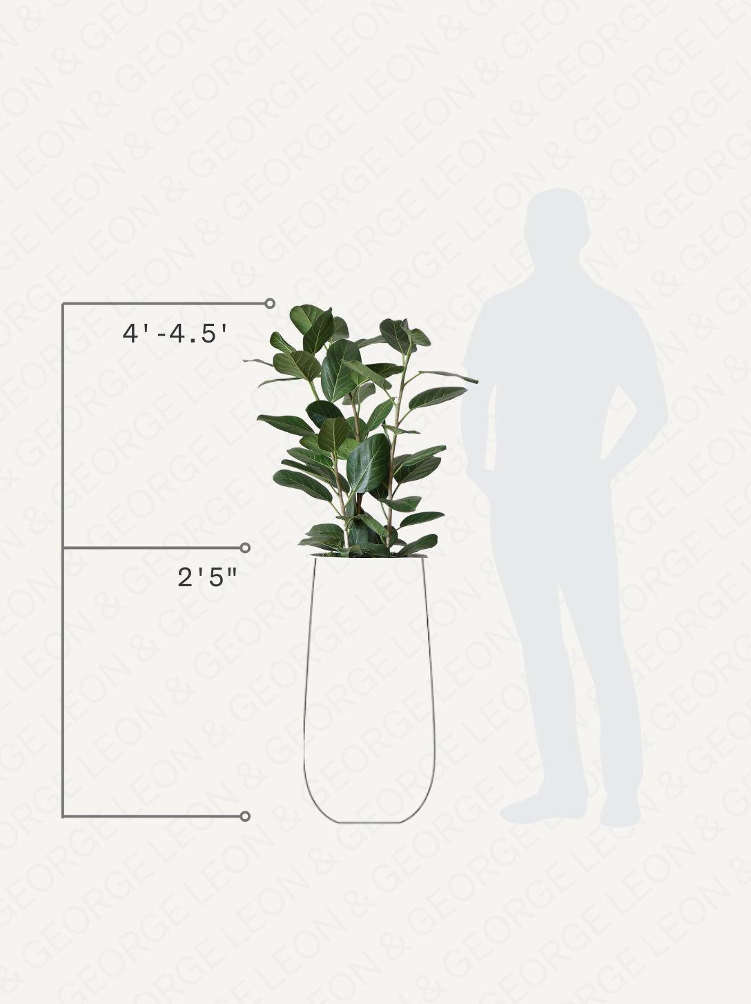 Ficus Audrey
