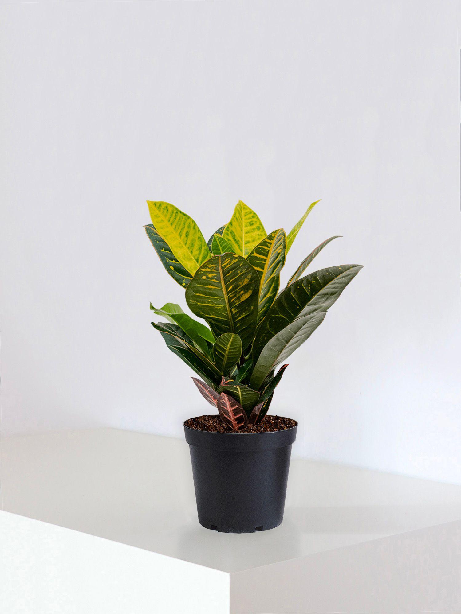 Croton Golden Petra - Pot Horticole - M 