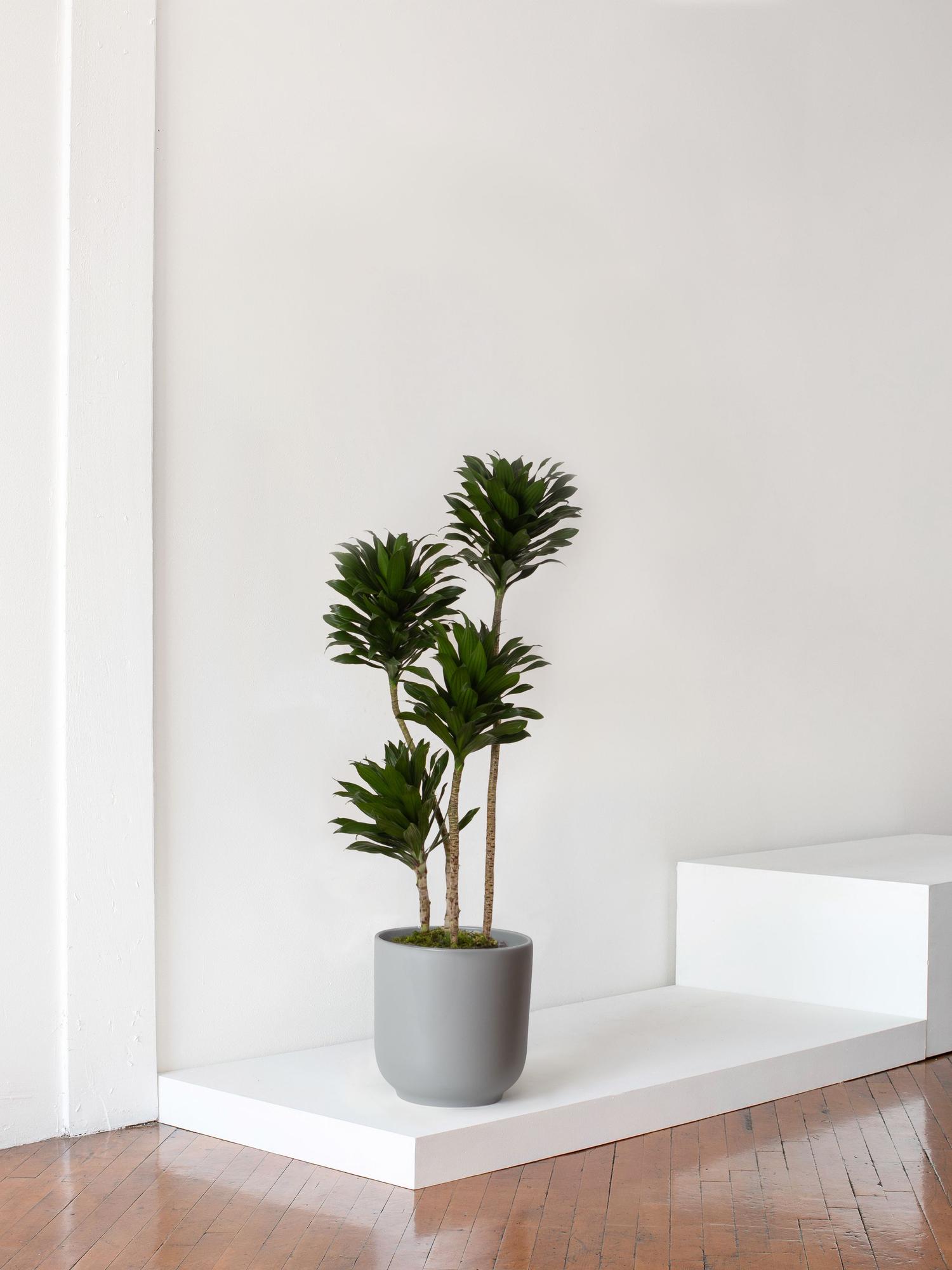 Dracaena Compacta